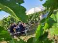 Vinyl-DJ-Picknick am Goldberg - September 2023 - Weingut Silvia Heinrich