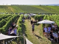 Vinyl-DJ-Picknick am Goldberg - September 2023 - Weingut Silvia Heinrich