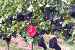 Ernte 2015 - all by hand
