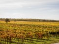 Weinernte 2022 Weingut Silvia Heinrich Altes Weingebirge Ried Fabian