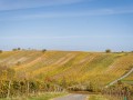 Weinernte 2022 Weingut Silvia Heinrich Altes Weingebirge Ried Hochberg