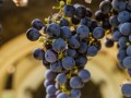 Weinernte 2022 Weingut Silvia Heinrich