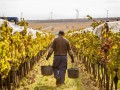 Weinernte 2022 Weingut Silvia Heinrich 100% Handlese 100% Qualiät 100% Teamarbeit