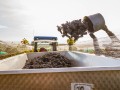 Weinernte 2022 Weingut Silvia Heinrich Altes Weingebirge