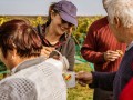 Weinernte 2022 Weingut Silvia Heinrich 100% Handlese 100% Qualiät 100% Teamarbeit