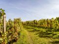 Weinernte 2022 Weingut Silvia Heinrich Ried Goldberg