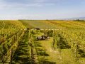 Weinernte 2022 Weingut Silvia Heinrich Ried Goldberg