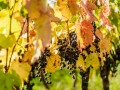 Weinernte 2022 Weingut Silvia Heinrich Ried Goldberg