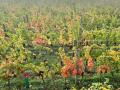 Weinernte 2022 Weingut Silvia Heinrich