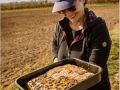 Weinernte 2022 Weingut Silvia Heinrich 100% Handlese 100% Qualiät 100% Teamarbeit