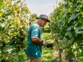 Weinernte 2023 - Weingut Silvia Heinrich