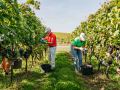 Weinernte 2023 - Weingut Silvia Heinrich