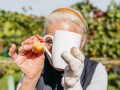 Weinernte 2023 - Weingut Silvia Heinrich