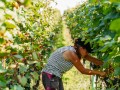 Weinernte 2023 - Weingut Silvia Heinrich