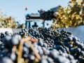 Ernte 2024 - 5. Woche -  Weingut Silvia Heinrich