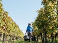 Ernte 2024 - 5. Woche -  Weingut Silvia Heinrich