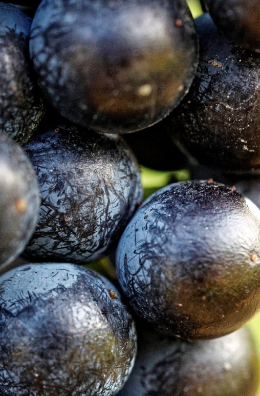 blaue-beeren-2026