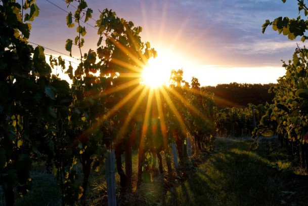sonne-2026
