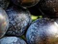 blaue-beeren-2026