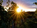 sonne-2026