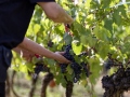 weinlese-sh13