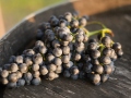 weinlese-sh250