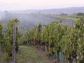 weinlese-sh292