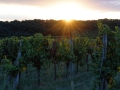 weinlese-sh337