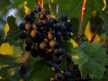 weinlese-sh342