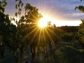 weinlese-sh344