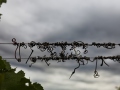 weinlese-sh358