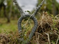weinlese-sh363herz