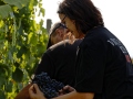 weinlese-sh9