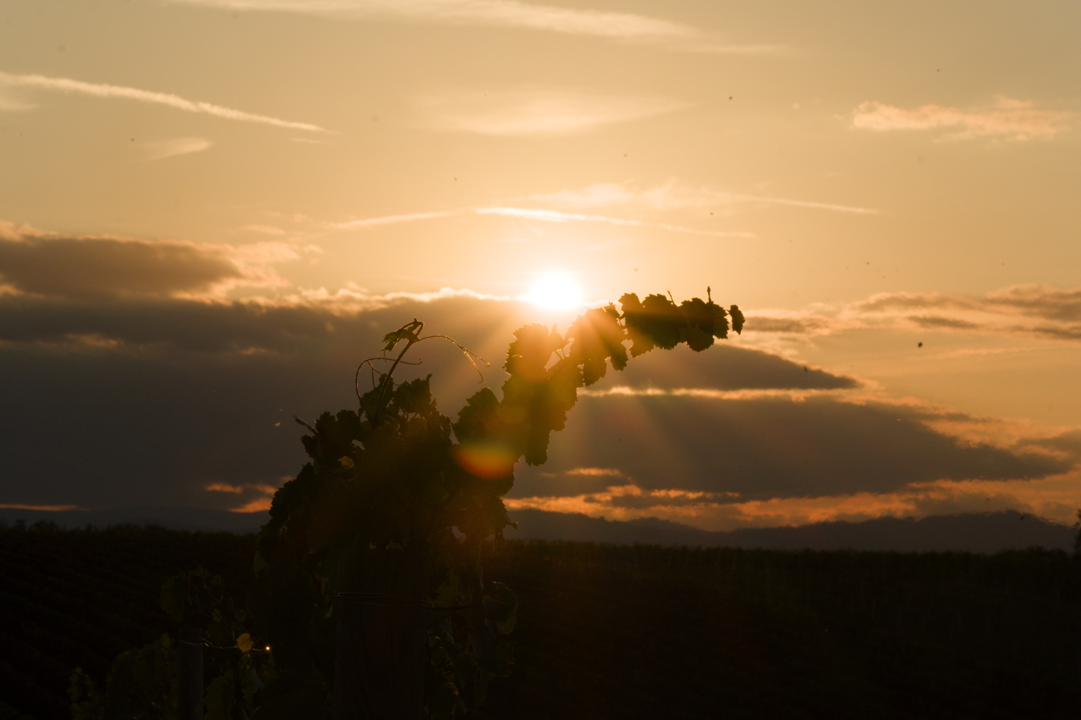 weinlese-sh264