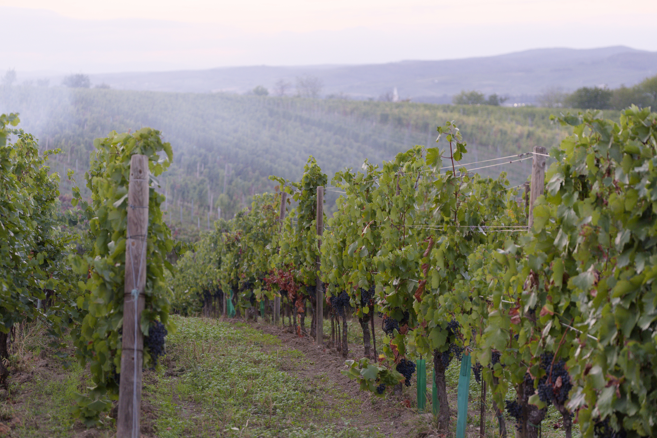 weinlese-sh292