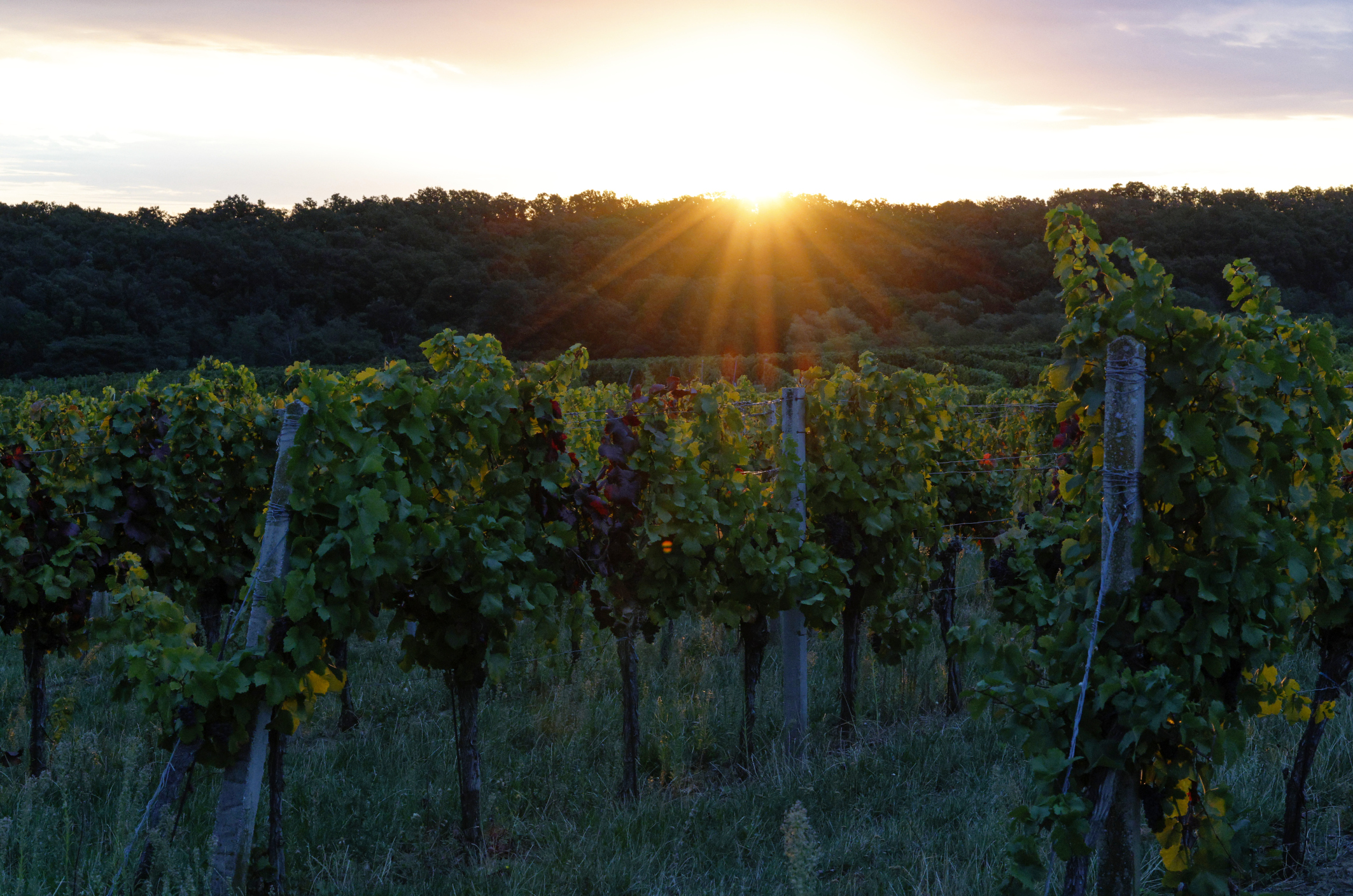 weinlese-sh337