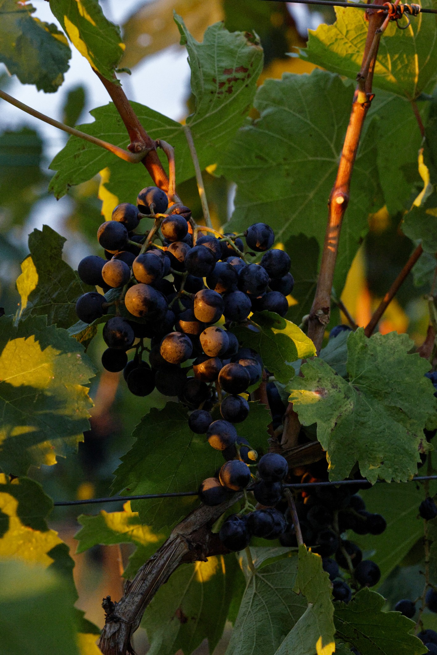 weinlese-sh342