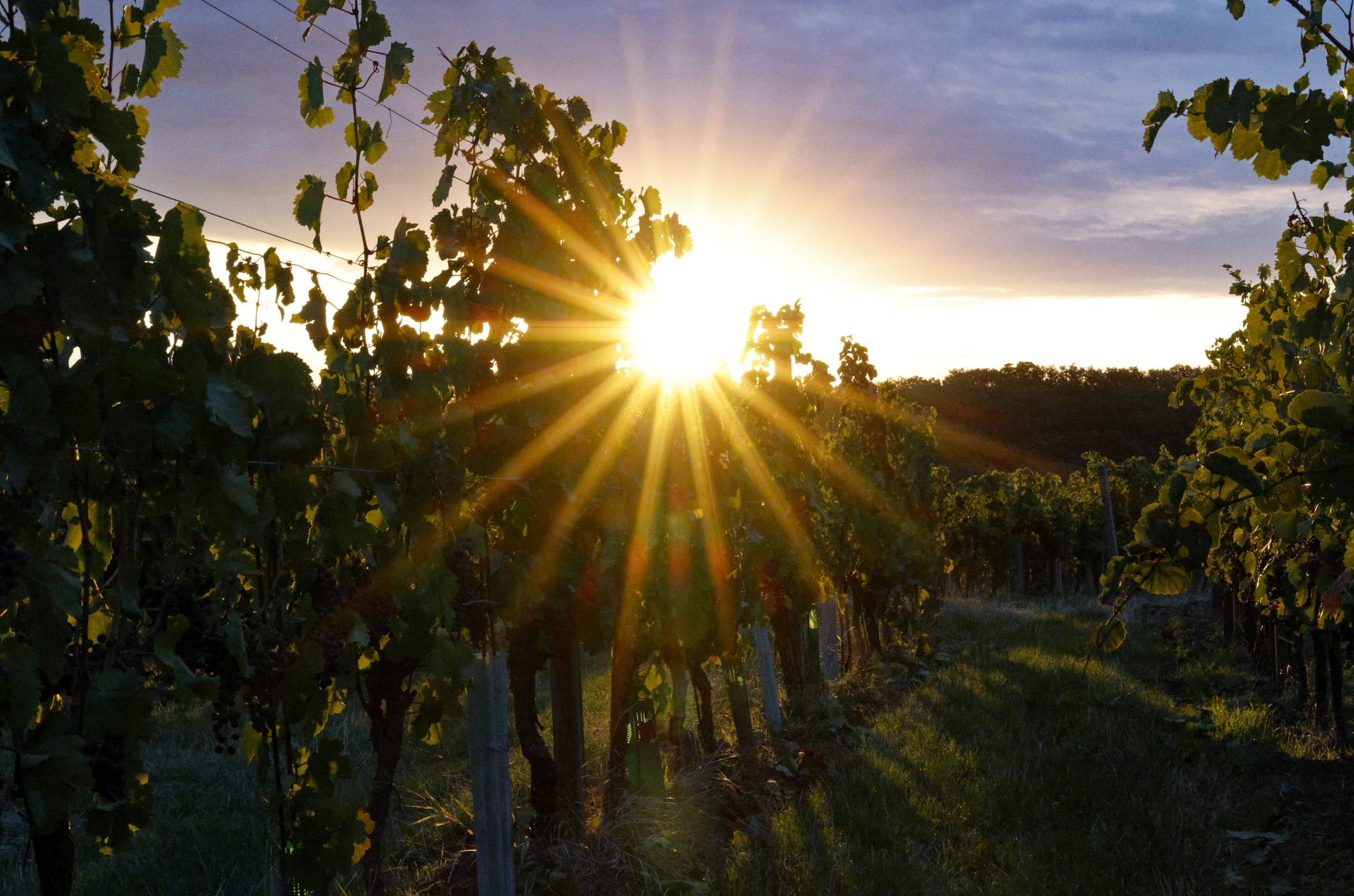 weinlese-sh344