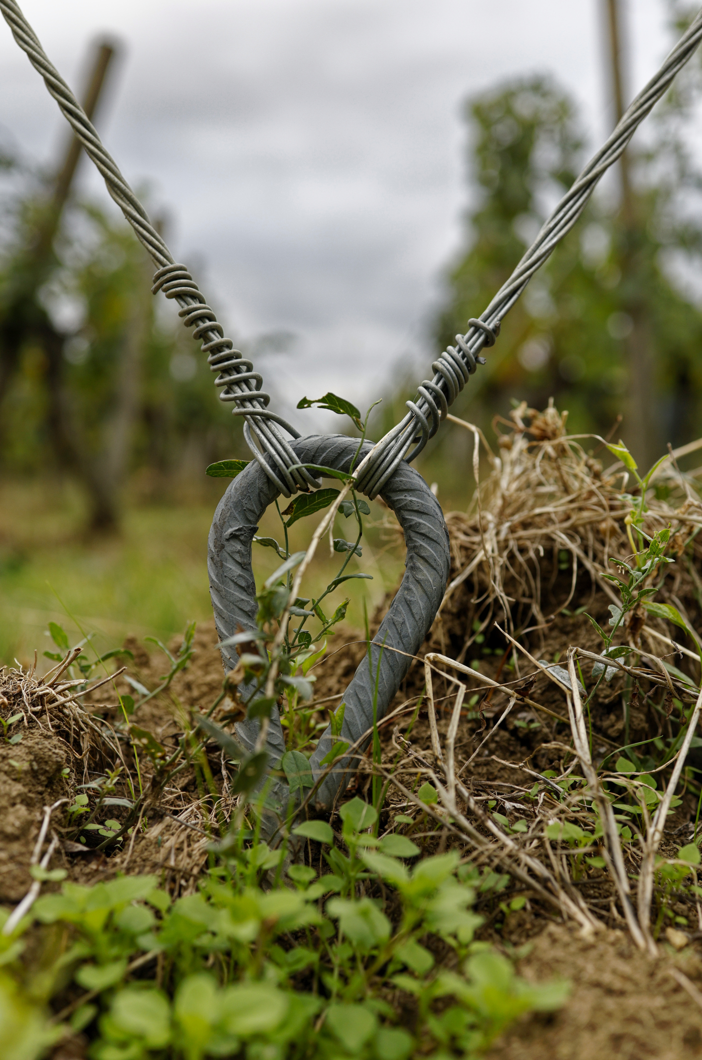weinlese-sh363herz