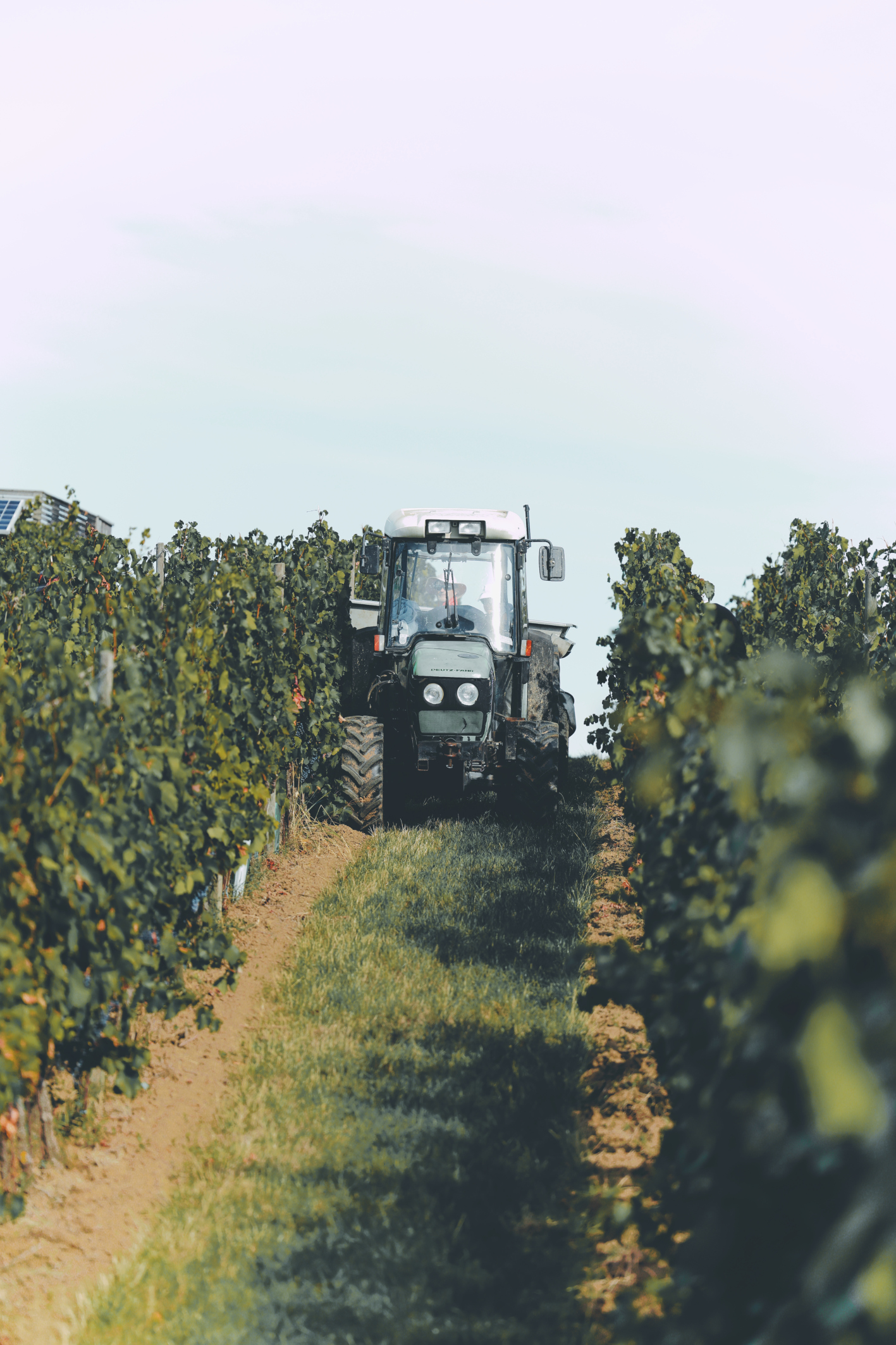 weinlese-sh4