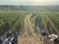team-weingut-heinrich-picknick-sonnenuntergang.jpg