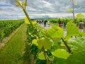 Picknick-am-Goldberg-Weingut-Heinrich-10