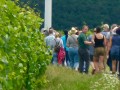 Picknick-am-Goldberg-Weingut-Heinrich-11