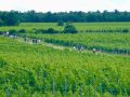 Picknick-am-Goldberg-Weingut-Heinrich-14