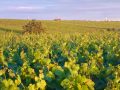 Picknick-am-Goldberg-Weingut-Heinrich-32