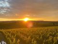 Picknick-am-Goldberg-Weingut-Heinrich-63