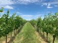 Picknick-am-Goldberg-Weingut-Heinrich-81