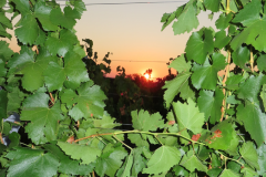 Verjus Ernte 2026