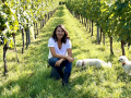 Weinernte 2021 - Handlese - DANKE ans Team - Weingut Silvia Heinrich