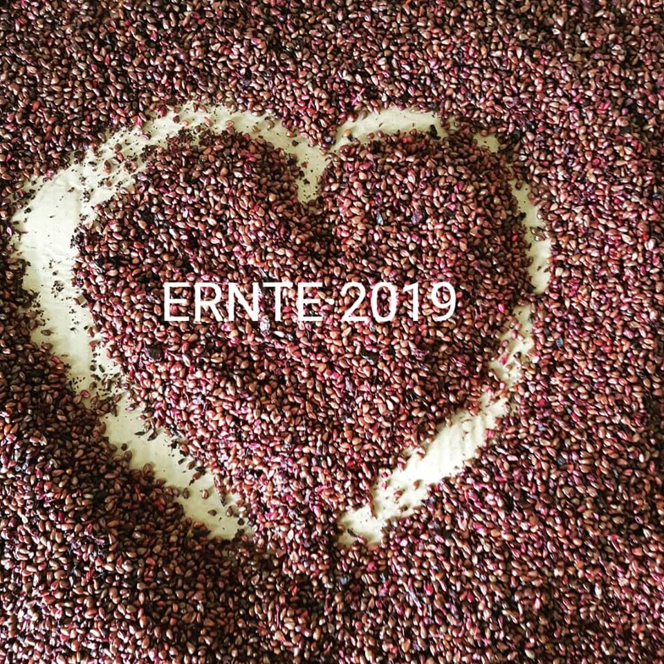 ernte 2019 1